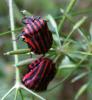 Graphosoma italicum